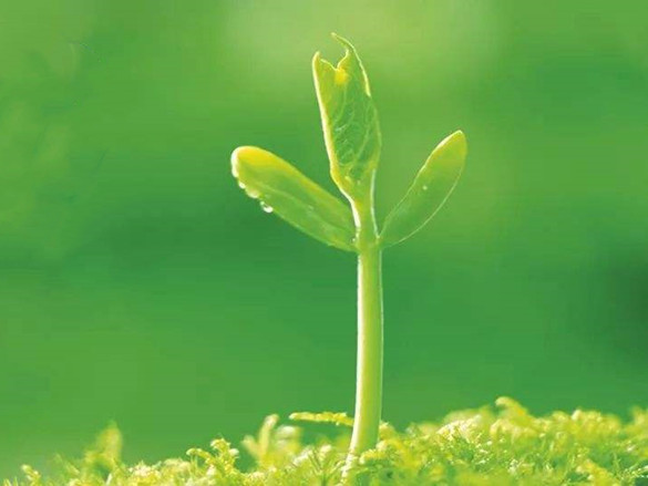 种植韭菜，黄叶干尖，怎么办？学会这几种方法，茎叶粗壮，产量高