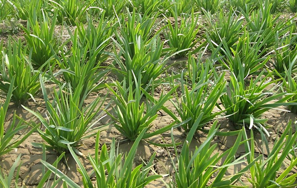 韭菜生物学特征特性有哪些方面？
