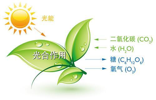 植物“入睡”有“开关” 两种酶起关键作用